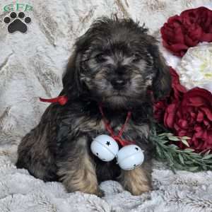 Easton, Mini Schnoodle Puppy