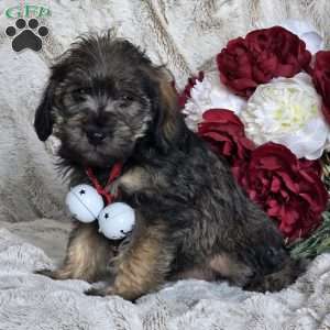 Easton, Mini Schnoodle Puppy