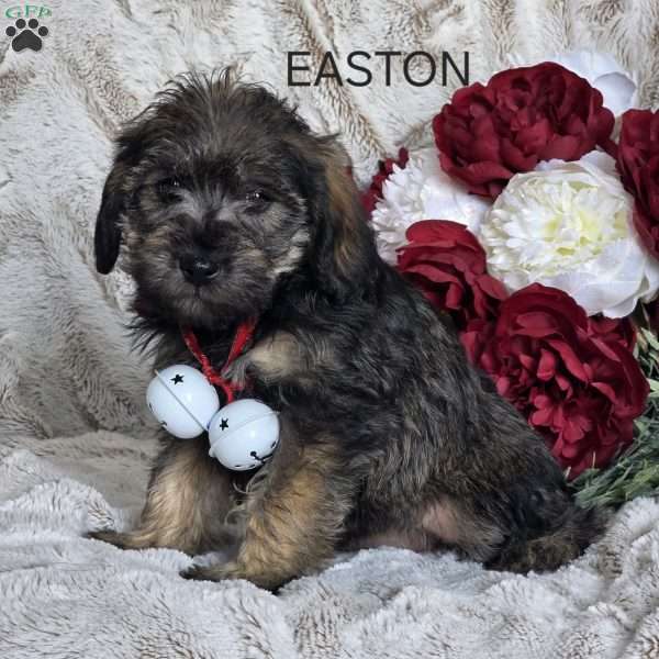 Easton, Mini Schnoodle Puppy