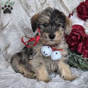 Ebony, Mini Schnoodle Puppy