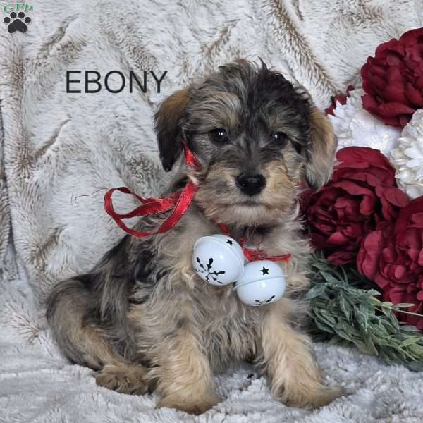 Ebony, Mini Schnoodle Puppy