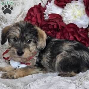 Ebony, Mini Schnoodle Puppy