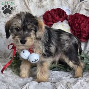Ebony, Mini Schnoodle Puppy