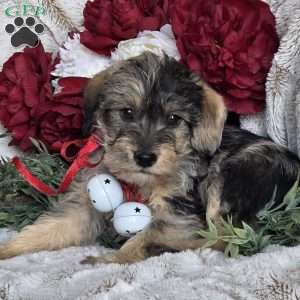 Ebony, Mini Schnoodle Puppy