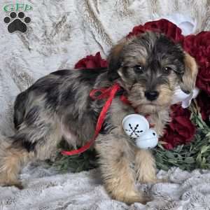 Ebony, Mini Schnoodle Puppy