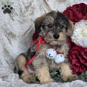 Ebony, Mini Schnoodle Puppy