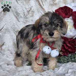Ebony, Mini Schnoodle Puppy