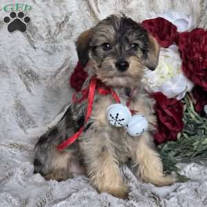 Ebony, Mini Schnoodle Puppy