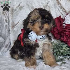 Echo, Mini Schnoodle Puppy