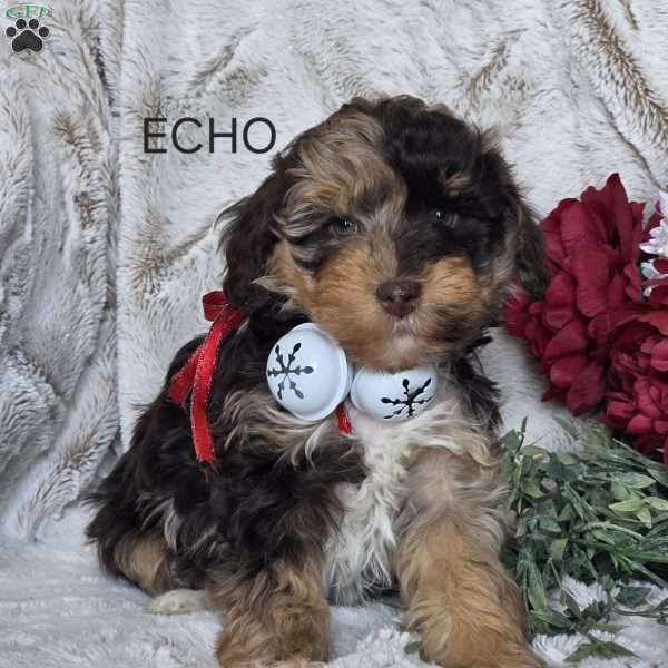 Echo, Mini Schnoodle Puppy