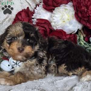 Echo, Mini Schnoodle Puppy