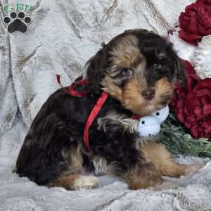 Echo, Mini Schnoodle Puppy