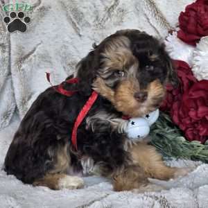 Echo, Mini Schnoodle Puppy