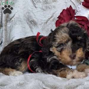 Echo, Mini Schnoodle Puppy