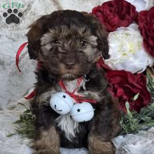 Ellie, Mini Schnoodle Puppy