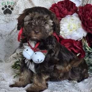 Ellie, Mini Schnoodle Puppy