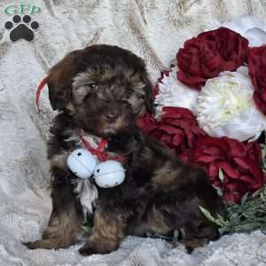 Ellie, Mini Schnoodle Puppy