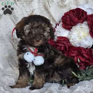 Ellie, Mini Schnoodle Puppy