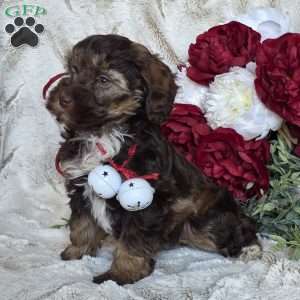 Ellie, Mini Schnoodle Puppy