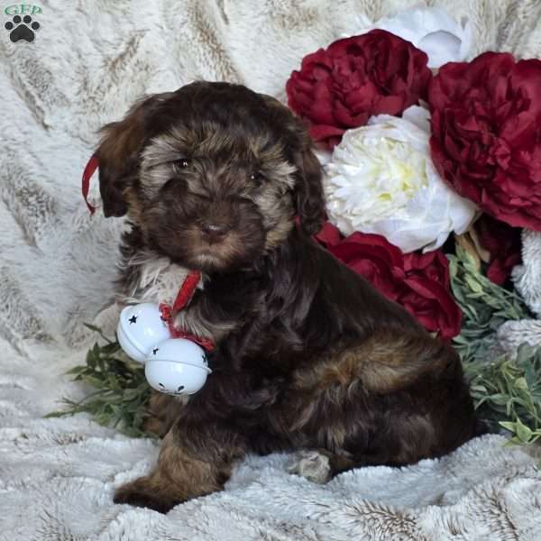 Ellie, Mini Schnoodle Puppy