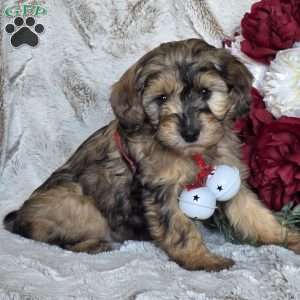 Eden, Mini Schnoodle Puppy