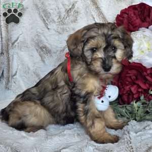 Eden, Mini Schnoodle Puppy