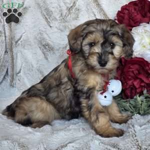 Eden, Mini Schnoodle Puppy