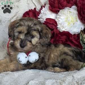 Eden, Mini Schnoodle Puppy