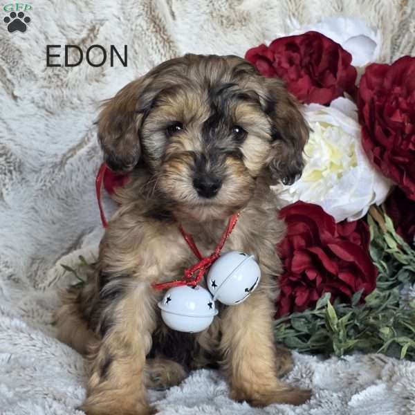 Eden, Mini Schnoodle Puppy