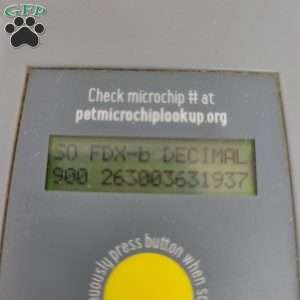 Clara, Cavapoo Puppy