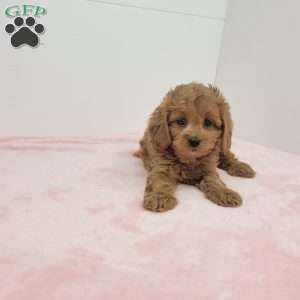 Clara, Cavapoo Puppy