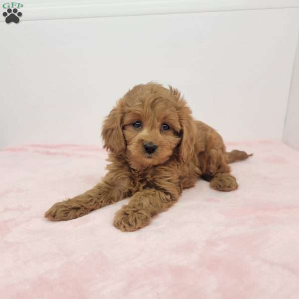 Clara, Cavapoo Puppy