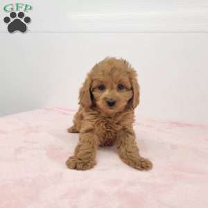 Clara, Cavapoo Puppy