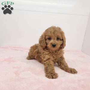 Clara, Cavapoo Puppy
