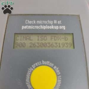 Hellen, Havapoo Puppy