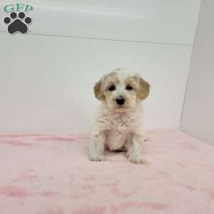 Hellen, Havapoo Puppy