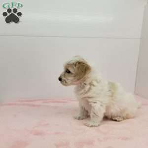 Hellen, Havapoo Puppy