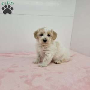 Hellen, Havapoo Puppy