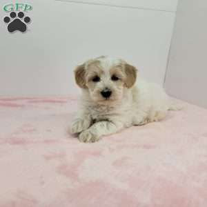 Hellen, Havapoo Puppy