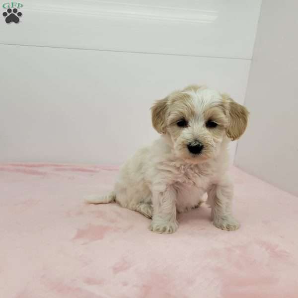 Hellen, Havapoo Puppy