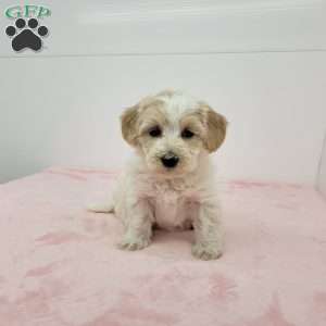 Hellen, Havapoo Puppy