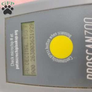 Hilda, Havapoo Puppy