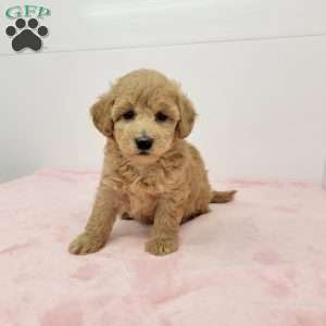 Hilda, Havapoo Puppy