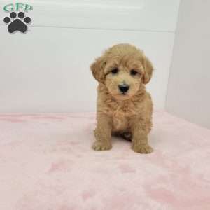 Hilda, Havapoo Puppy