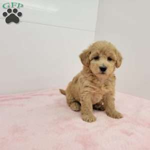 Hilda, Havapoo Puppy