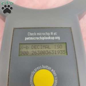 Holly, Havapoo Puppy