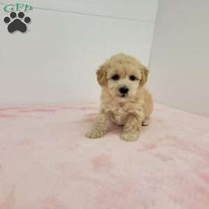 Holly, Havapoo Puppy