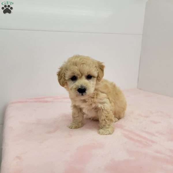 Holly, Havapoo Puppy