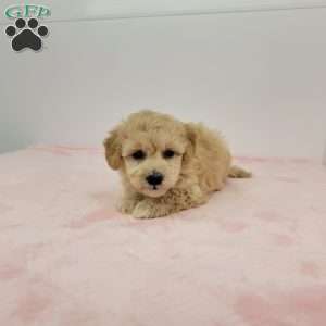 Holly, Havapoo Puppy