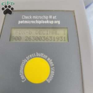 Hilton, Havapoo Puppy